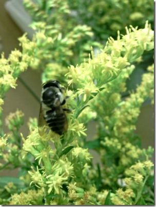 bee